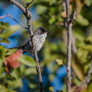 2025-12-04 14 Cyprus Warbler.jpg