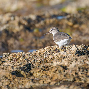 2025-12-04 18 Common Sandpiper.jpg