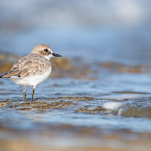 2025-12-04 27 Greater Sand Plover.jpg