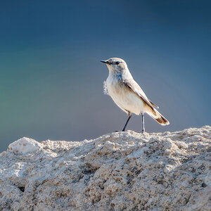 2025-12-04 38 Finschs Wheatear.jpg