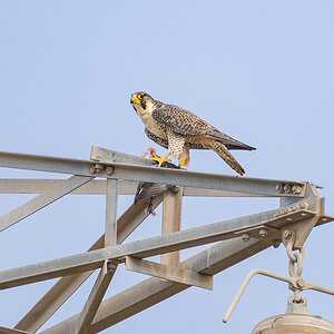 2025-12-04 51 Peregrine Falcon.jpg