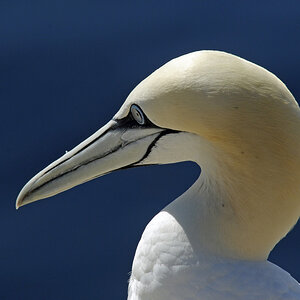 helgoland_basstoelpel_4.jpg
