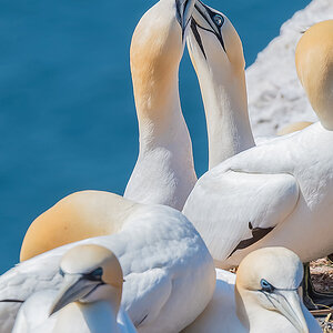 2018-05-27 08 Northern Gannets.jpg