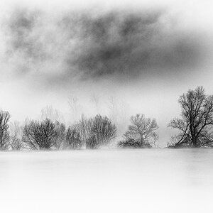 Bäume im Rhein