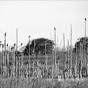 Ostsee-Kormorane