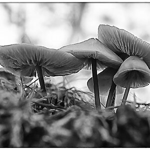 Pilze 1_BW.jpg