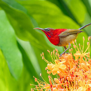 2025-01 Vietnam - Crimson Sunbird.jpg