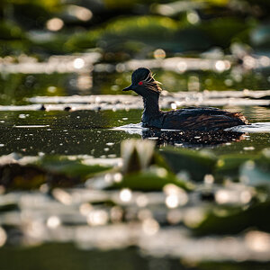 2025-06 Romania - Black-necked Grebe.jpg