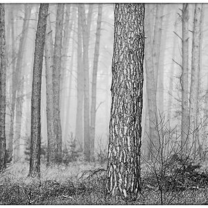 Waldnebel 2_BW.jpg