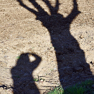 baum_schatten_2.jpg