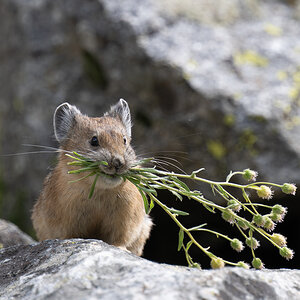 Pika