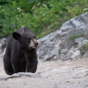 Schwarzbär