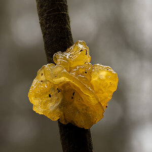 Goldgelber Zitterling