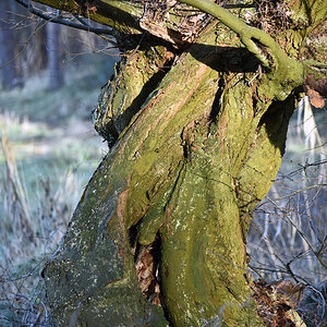 baum_4.jpg