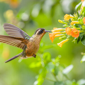 2024-01-04 23 Speckled Hummingbird in Flight.jpg