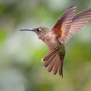 2024-01-04 47 Fawn-breasted Brilliant in Flight.jpg