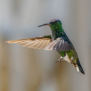 2024-01-22 19 White-vented Plumeleteer in Flight.jpg