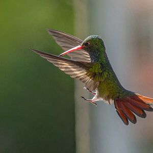 2024-01-22 21 Rufous-tailed Hummingbird in Flight.jpg