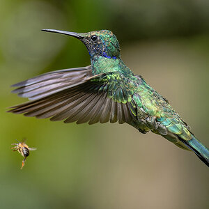 2024-02-06 05 Sparkling Violetear in Flight.jpg