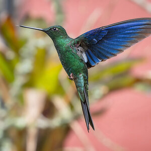 2024-02-06 08 Great Sapphirewing in Flight.jpg