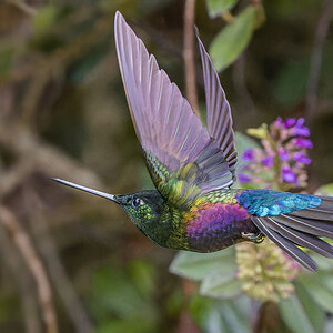 2024-02-06 23 Blue-throated Starfrontlet in Flight.jpg