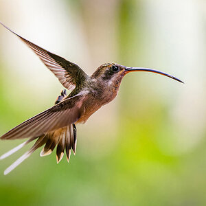 2024-03-04 23 Long-billed Hermit in Flight.jpg
