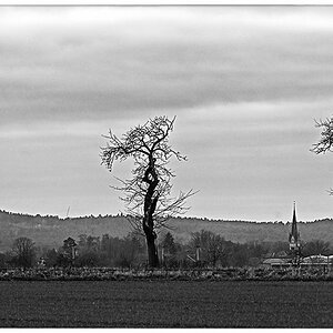 Kirchenbäume_BW.jpg