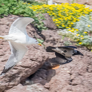 2019-04-15 22 Yellow-legged Gull Chasing Hooded Crow.jpg