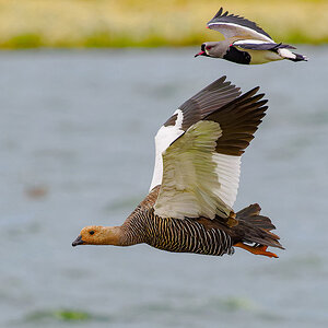 2024-02-11 12 Upland Goose and Southern Lapwing in Flight.jpg