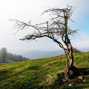 Baum.jpg