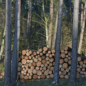baum_5.jpg