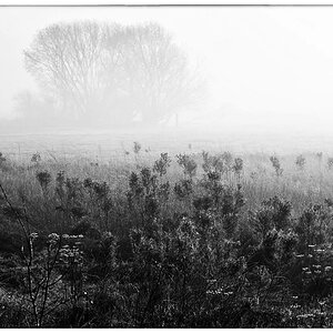 Nebel in den Seewiesen_BW 1.jpg