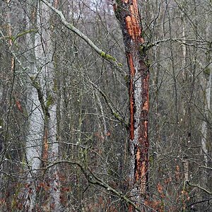 Moorbaum 2.jpg