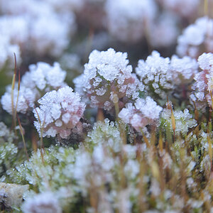 Winter2025_Z810445_12x18x150.jpg