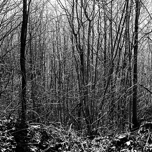 Wald.jpg