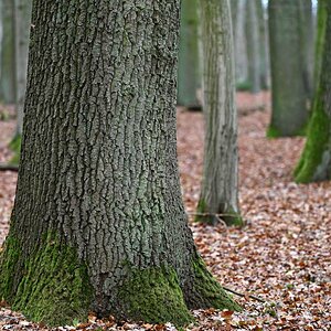 Laubwald.jpg