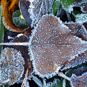 blatt_9.jpg