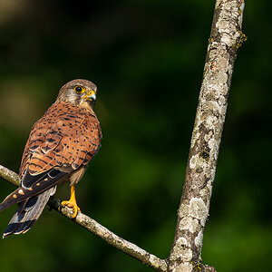 F75_0661-NEF_DxO_DeepPRIME.jpg