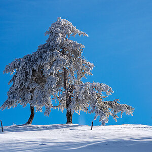 Schnee.jpg