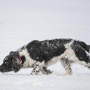 Schneewachtel