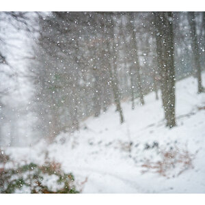 Schneetreiben im Wald