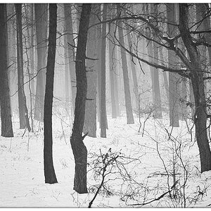 Schneenebel_BW.jpg