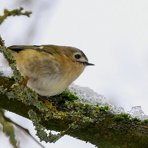 NZ9_2583_Wintergoldhähnchen_IA_1_2026.jpg