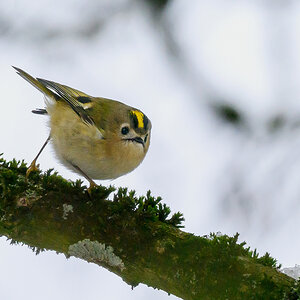 NZ9_2608_Wintergoldhähnchen IIA_1_2025.jpg