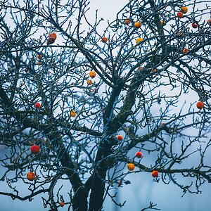Naturweihnachtsbaum