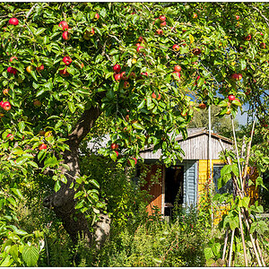 August im Schrebergarten – Apfelbaum und Gartenhütte im Sonnenschein