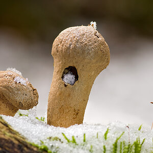 Pilze Schnee