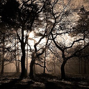Winterwaldsepia
