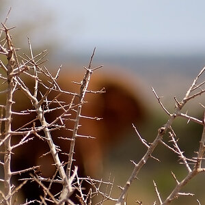 Bulle