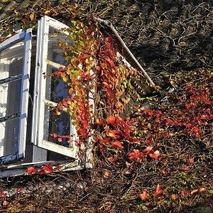 herbstblaetter